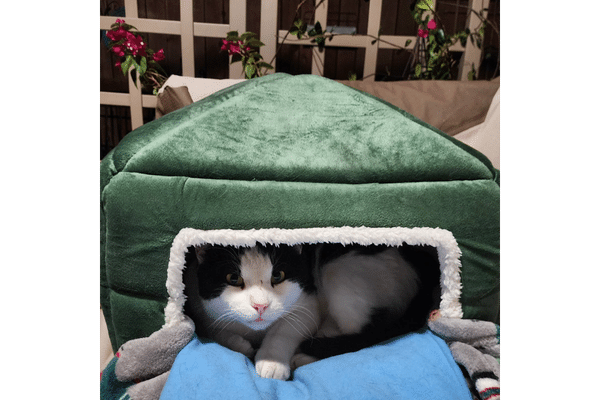 Cute Heart to Tail Cat Bed at Aldi’s