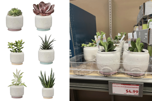 Aldi is Selling Petite Succulent Plants for $5 (Want it All!)