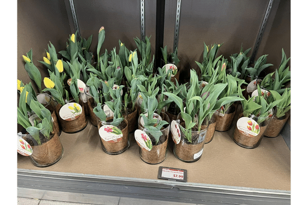 Aldi Tulips for $7.99 (Available in Assorted Colors)